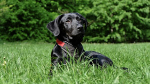 black labrador retriever lying in grass
