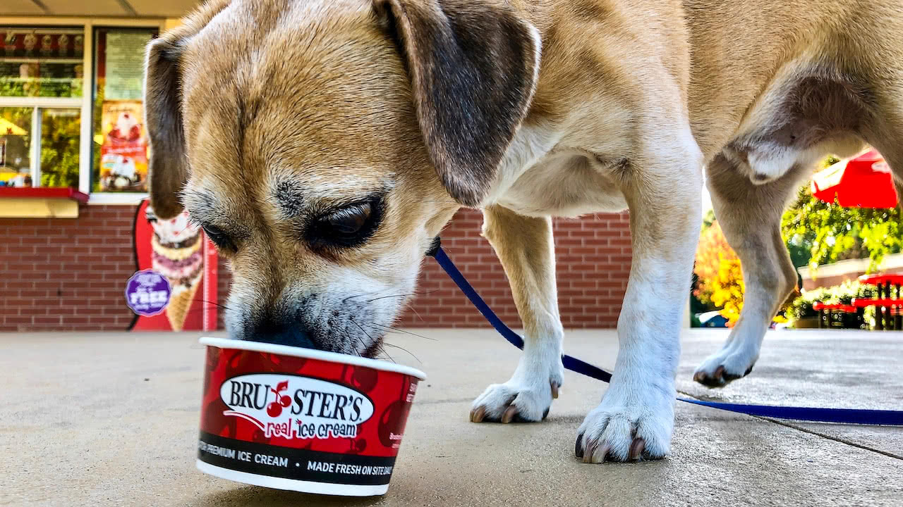 puggle dog eating ice cream from cup at bruster's ice cream in matthews, n.c.