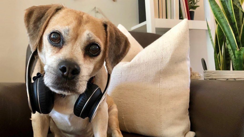 puggle dog wearing beats wireless headphones around neck