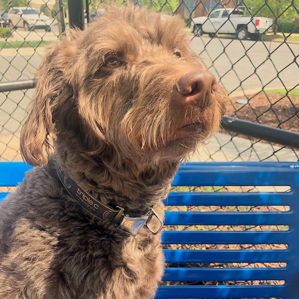 brown labradoodle dog sitting on blue bench outside triple c brewing in south end charlotte, n.c.