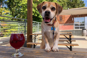 puggle dog perched on picnic table on patio outside divine barrel brewery in charlotte, n.c.