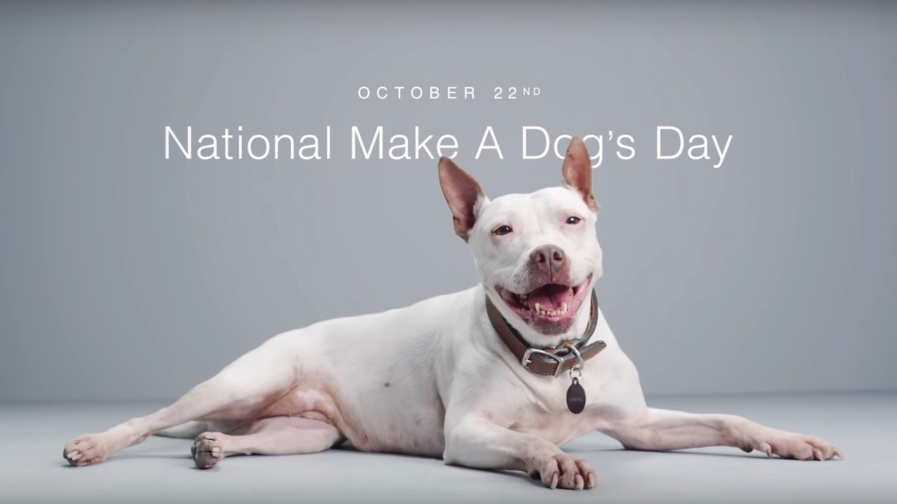 Show Love for Shelter Dogs & Yours on MakeADogsDay DOG·CLT