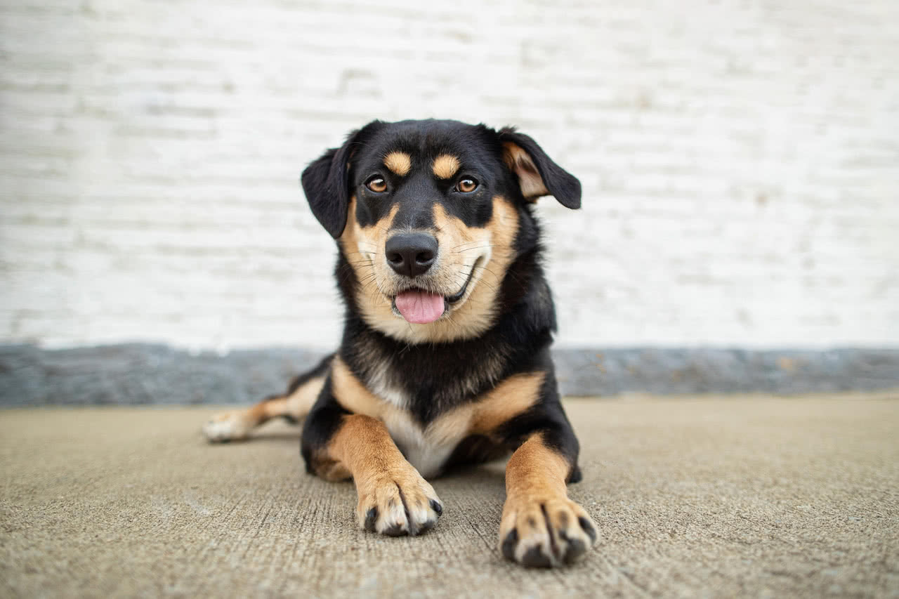 black and tan dog laying on ground in front of white brick wall