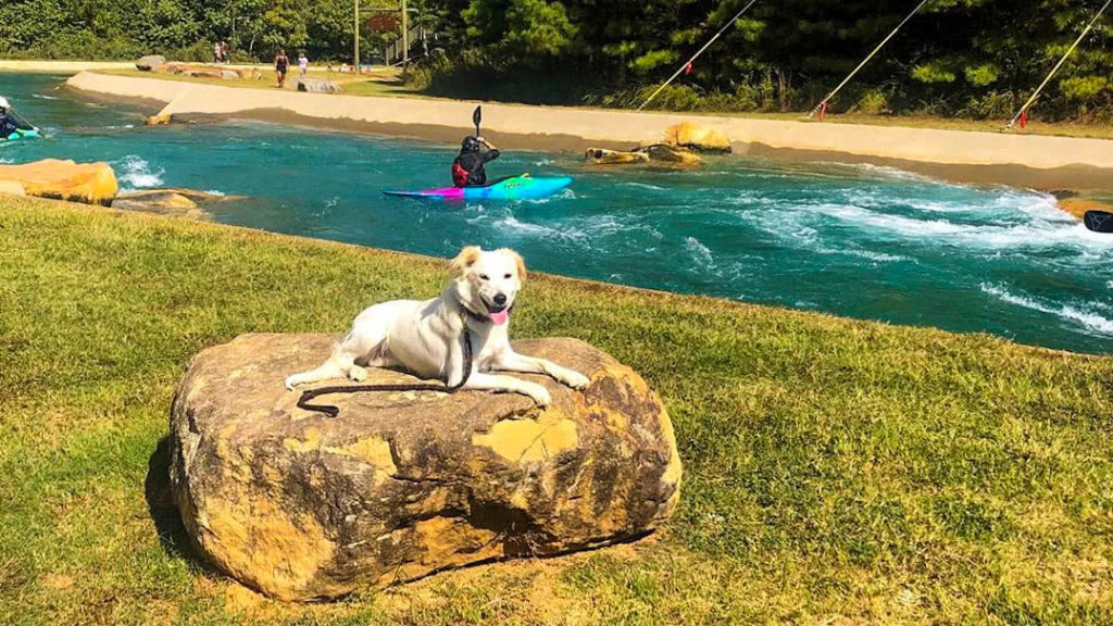 golden dog laying on boulder in front of channel at u.s. national whitewater center