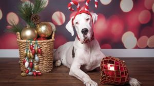 white great dane dog wearing candy cane headband laying next to basket of holiday oranments