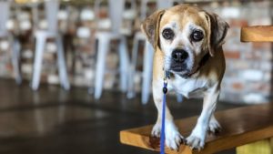 puggle dog at table in front of bar inside resident culture brewery in charlotte, n.c.