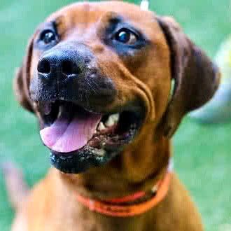 chewy is an adoptable brown hound dog at humane society of charlotte