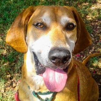 roscoe is an adoptable large, light brown dog at humane society of charlotte
